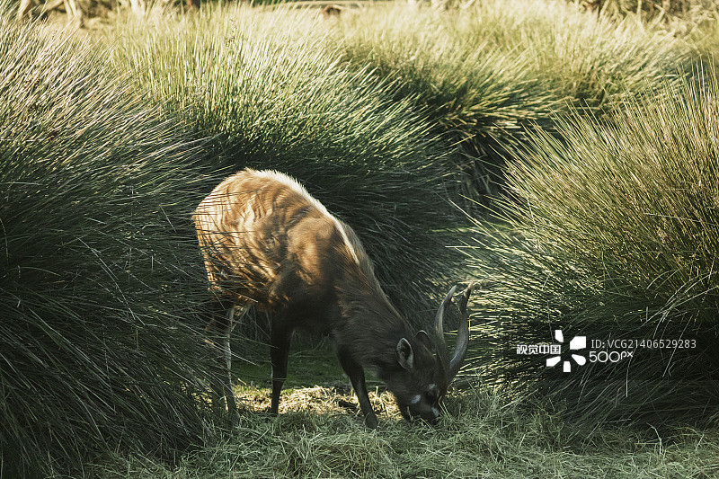 隐藏的图片素材