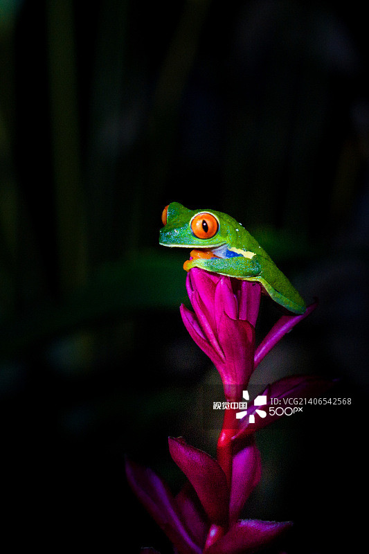 红眼树蛙图片素材