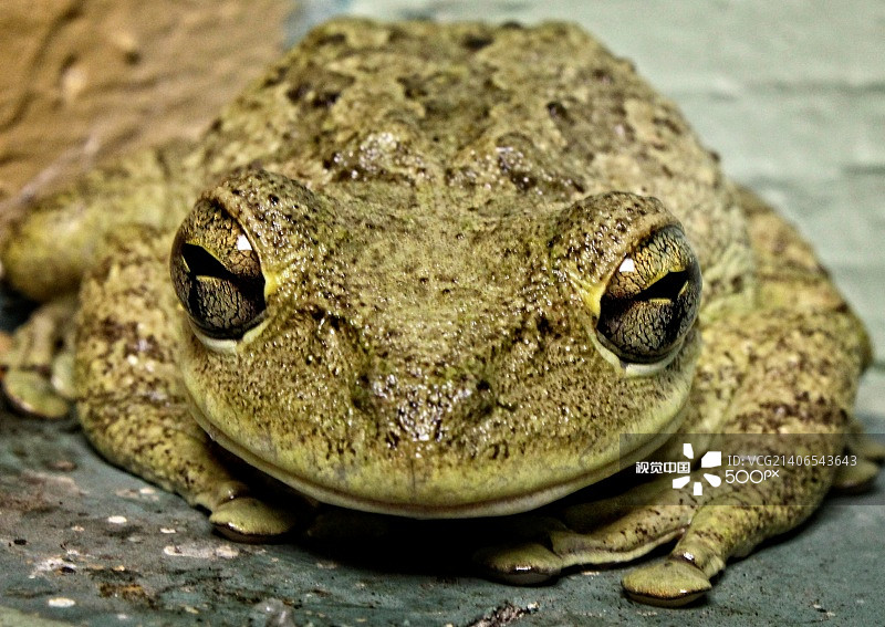 古巴树蛙图片素材