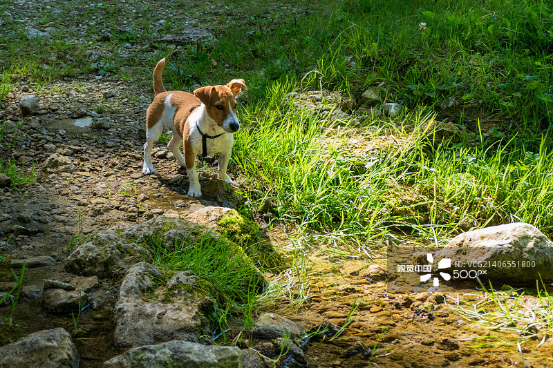 我的狗 Rockie图片素材