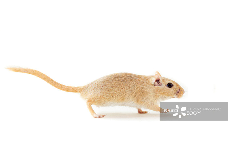 可爱的宠物沙鼠图片素材