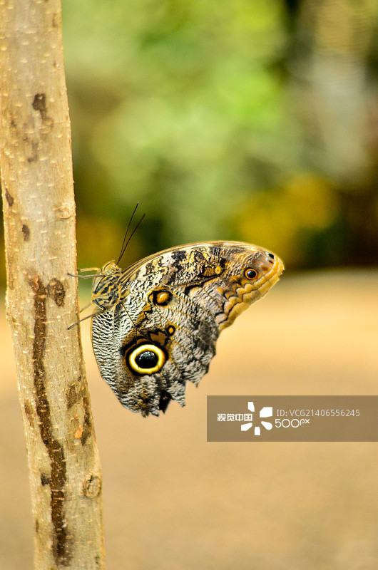 树上的蝴蝶图片素材