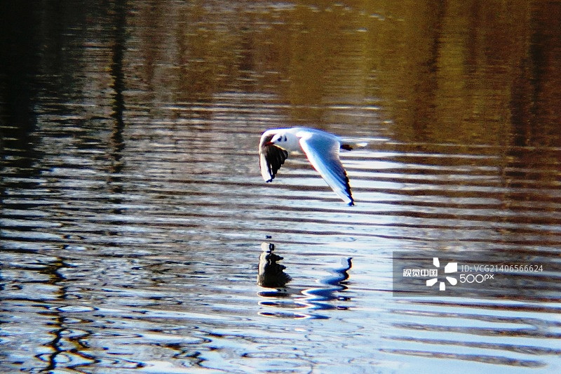 飞翔的海鸥与水面图片素材