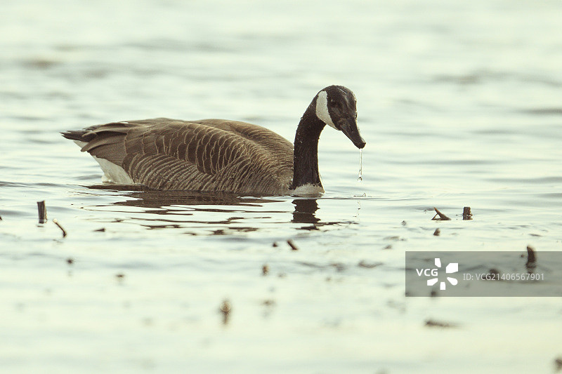 加拿大鹅图片素材