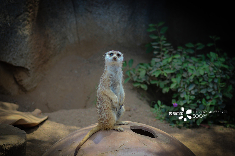 好奇的猫鼬图片素材