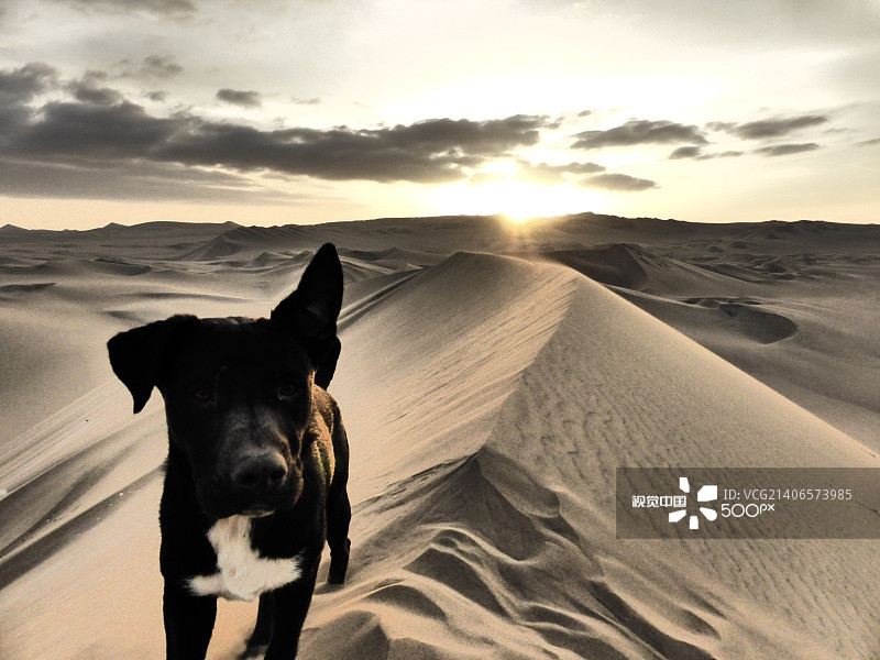 一只耳朵竖起图片素材