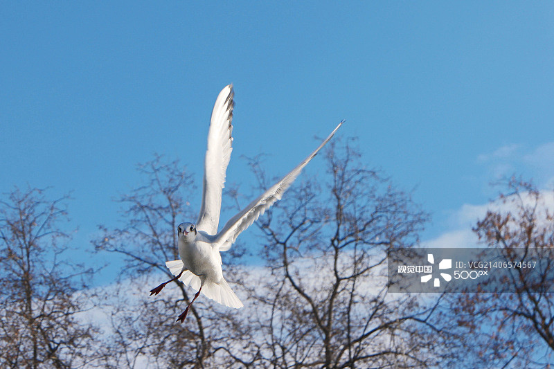 飞翔的鸟儿图片素材