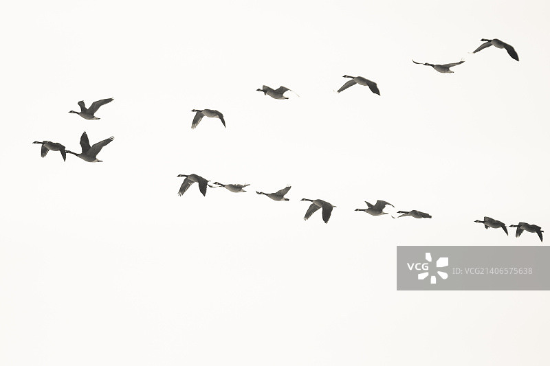 V字队形图片素材