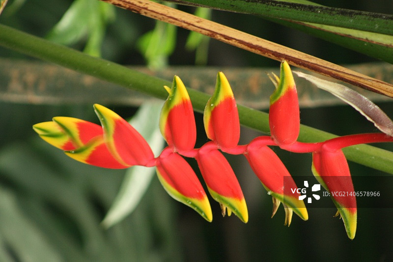 奇异的花图片素材