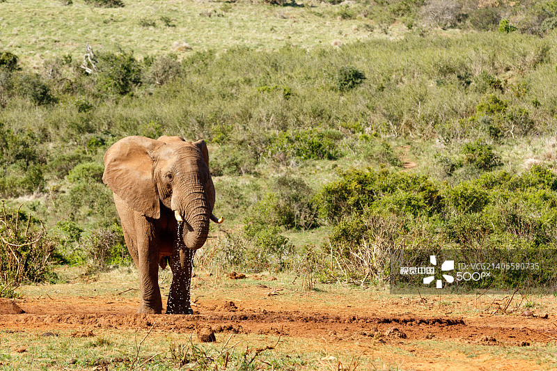 灌木丛中的大象在饮水图片素材