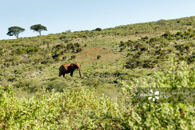 非洲象上坡行走图片素材