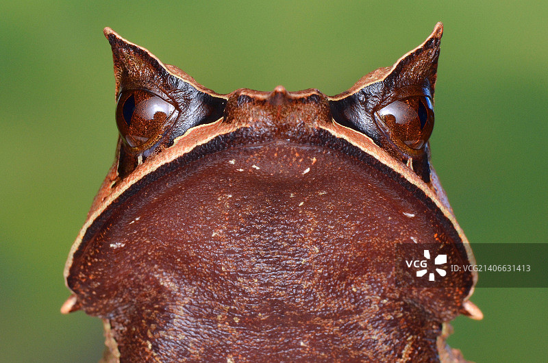 婆罗洲角蛙图片素材