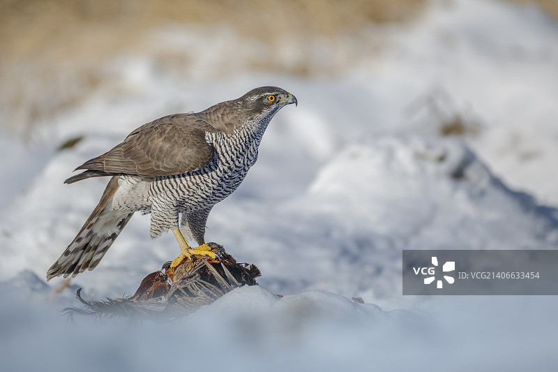 苍鹰与野鸡图片素材