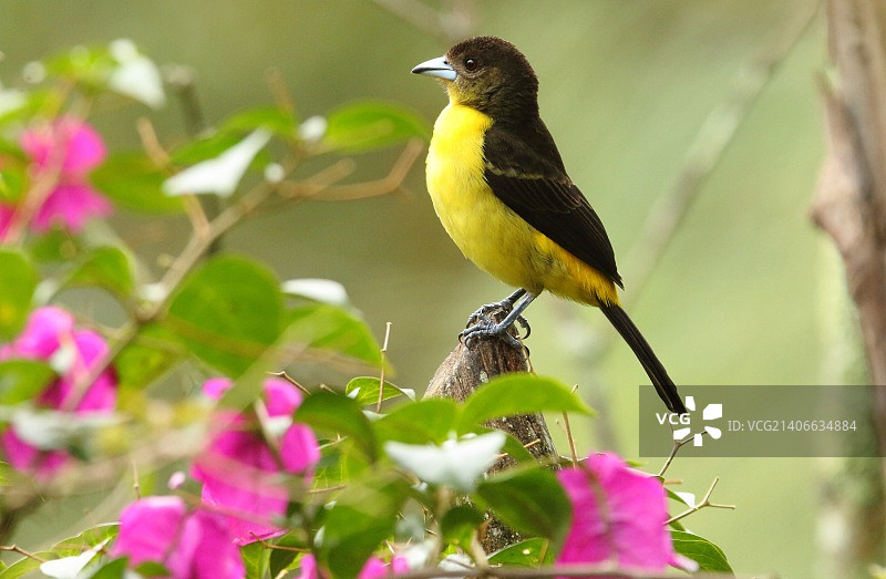 黄腰黑雀图片素材