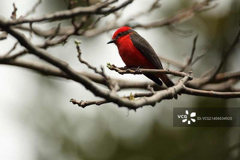 小 Vermilion 霸鹟图片素材