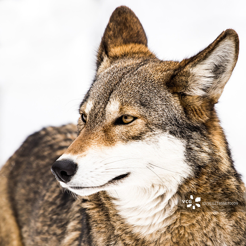 雪地里的红狼X图片素材
