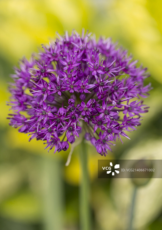 舒伯特葱图片素材