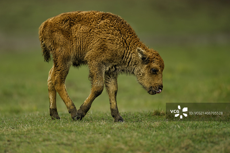 小野牛图片素材