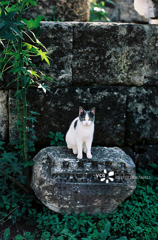 阿芙洛狄忒图片素材