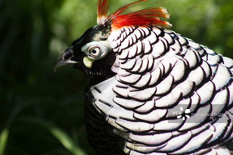 红腹锦鸡图片素材