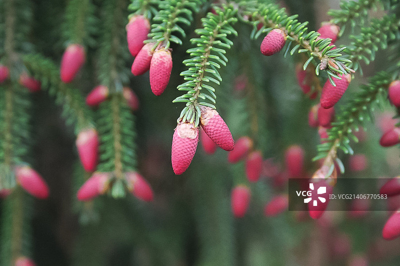 挪威云杉图片素材