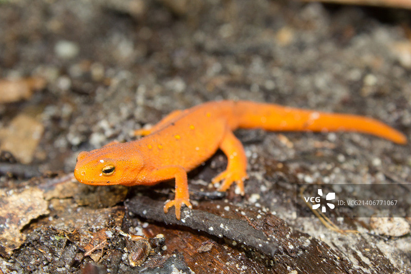 Gaurav Singh摄影作品图片素材