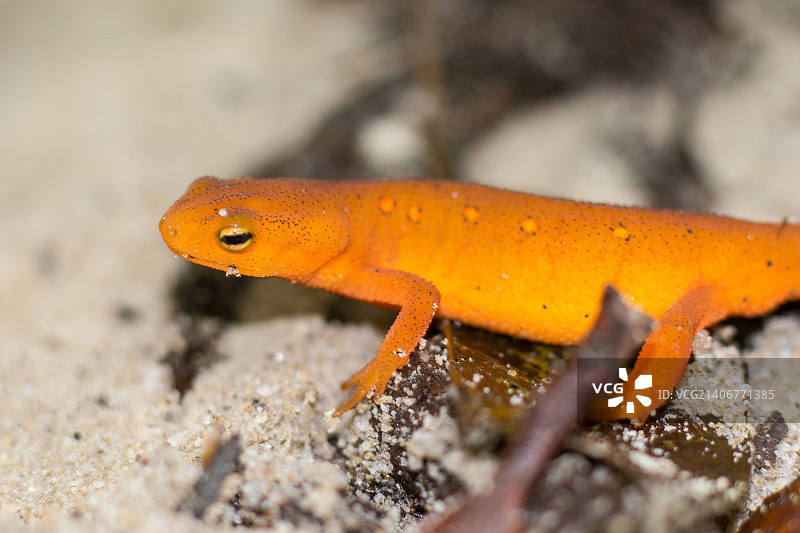 Gaurav Singh摄影作品图片素材