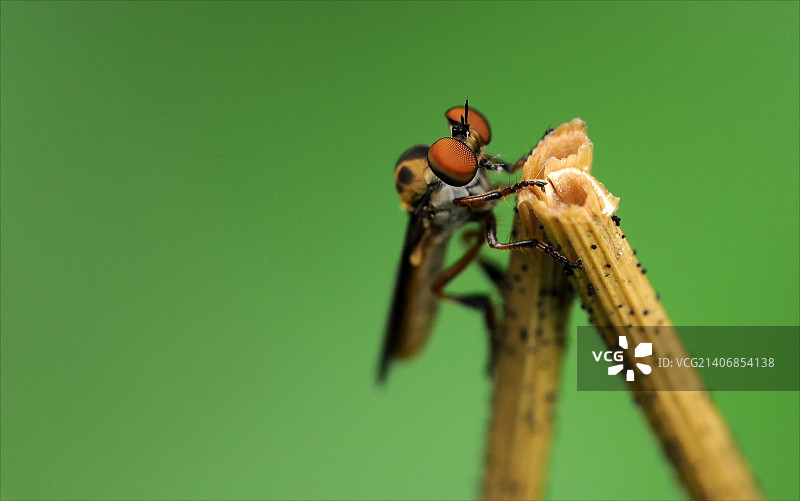 食虫虻图片素材