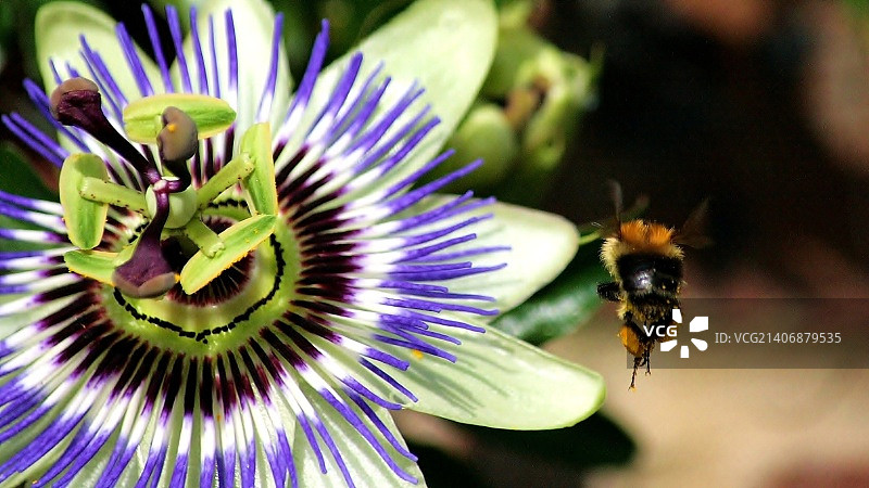 熊蜂与最后的鲜花图片素材