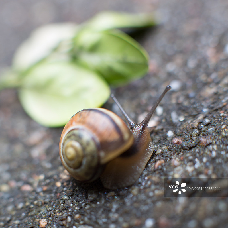 蜗牛特写图片素材