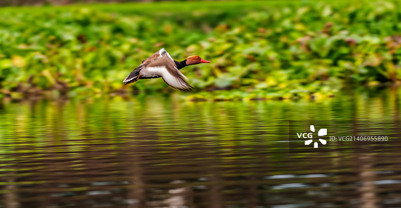 迁徙中的红头潜鸭飞行图片素材