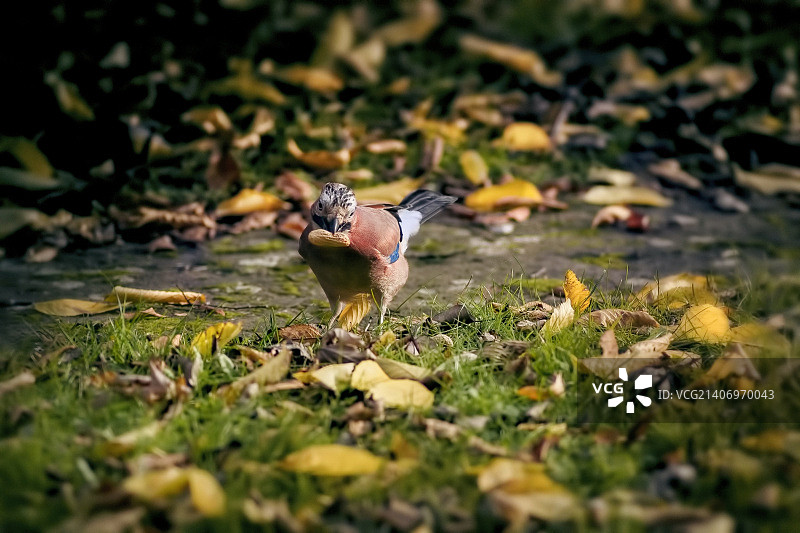 杰伊 02图片素材