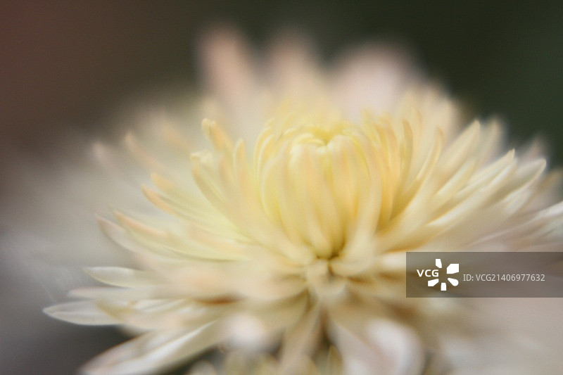 珍珠白图片素材