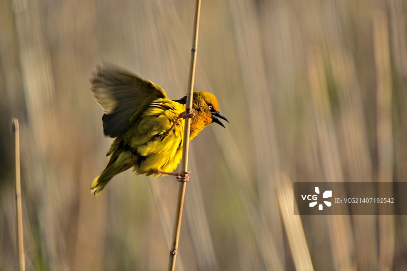 织布鸟图片素材