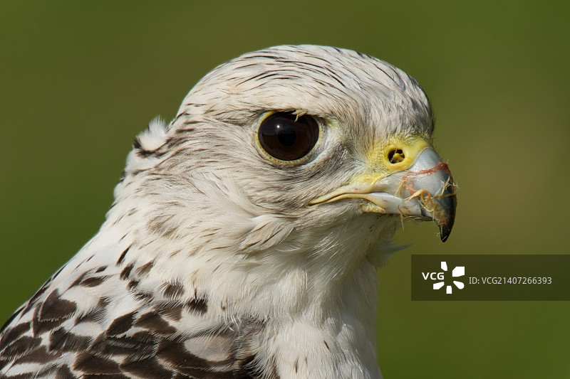 进食后矛隼头部特写图片素材