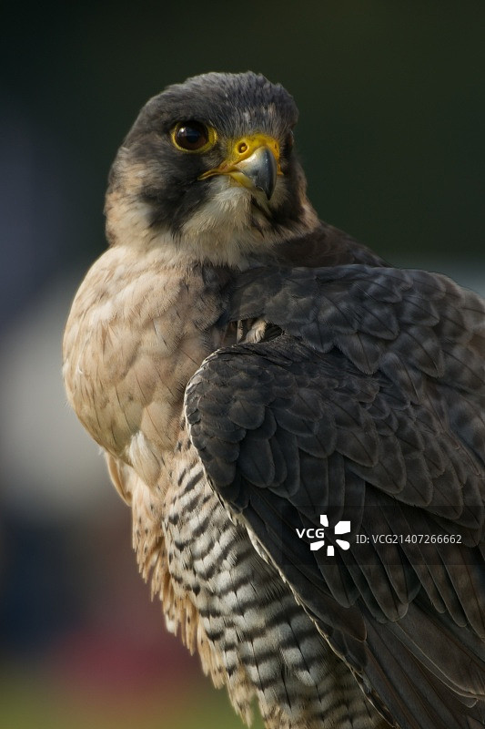 近距离观察远眺的游隼图片素材