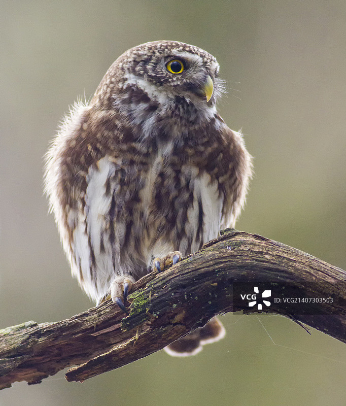 欧亚鸺鹠图片素材