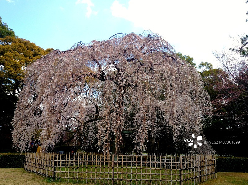 樱花（垂枝樱花树）图片素材