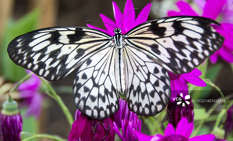 燕尾蝶图片素材