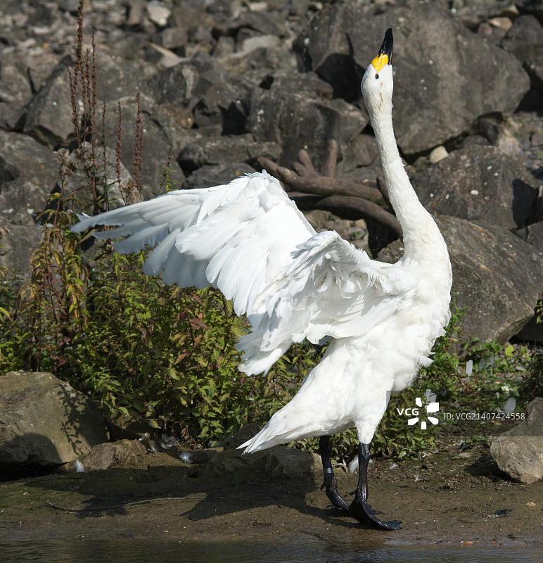 大天鹅图片素材