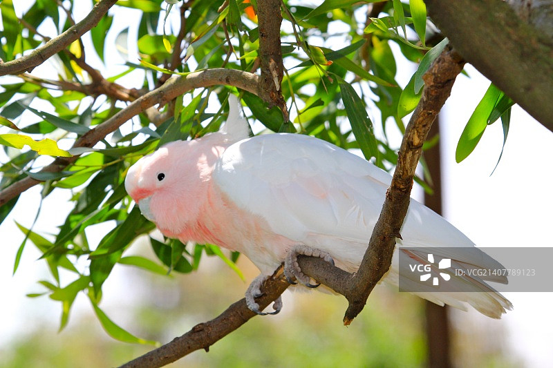 墨尔本动物园图片素材