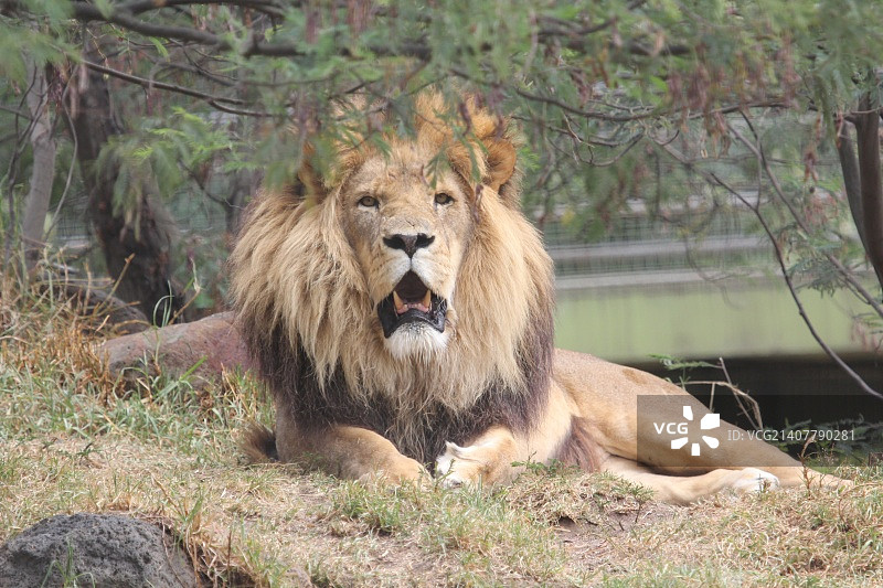 墨尔本动物园图片素材
