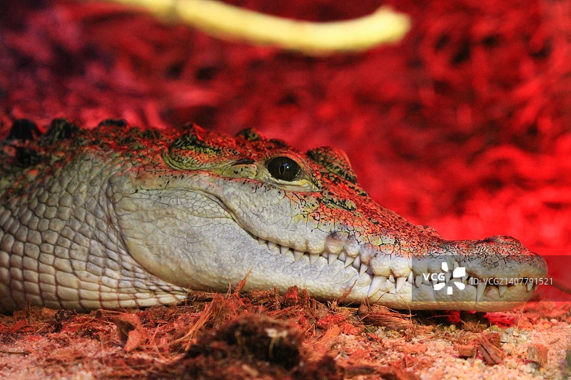 墨尔本动物园图片素材