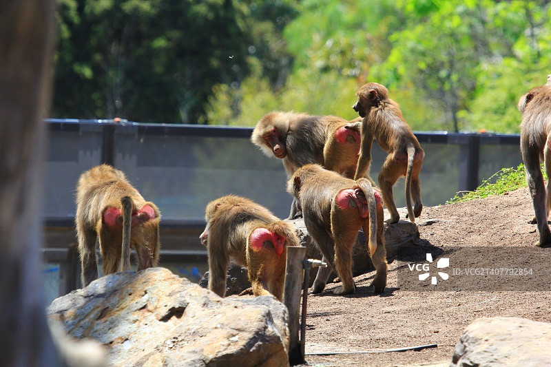 墨尔本动物园图片素材