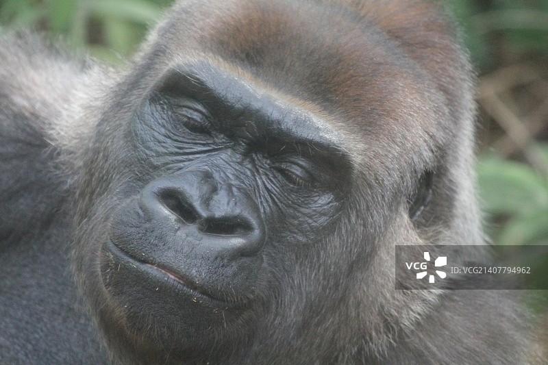 墨尔本动物园图片素材