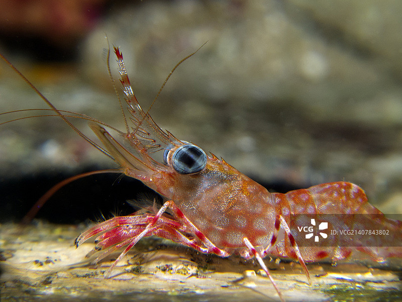 网纹玻璃虾图片素材