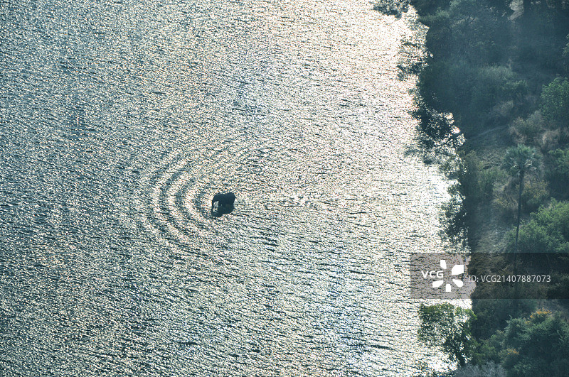 大象横渡赞比西河（津巴布韦）图片素材