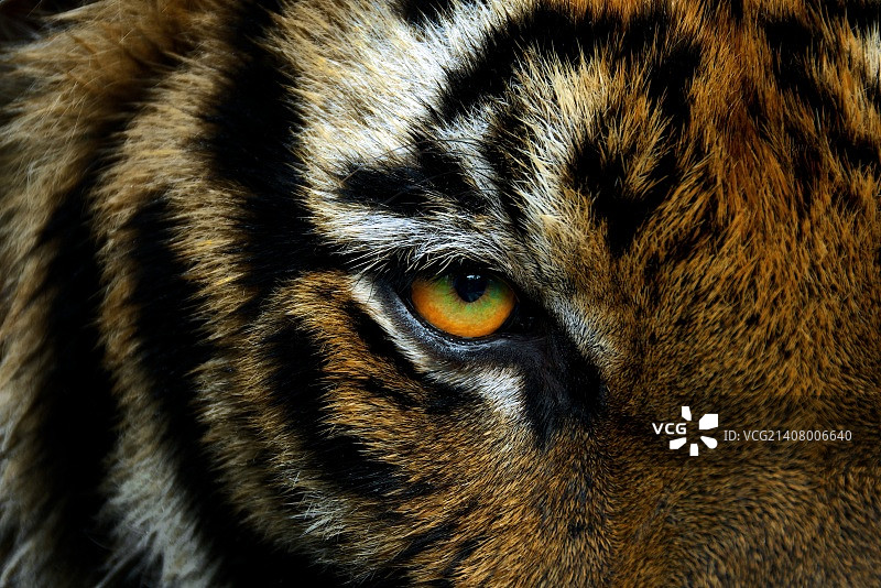 虎眼石图片素材