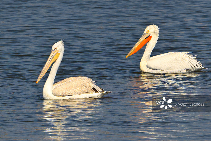 卷羽鹈鹕图片素材