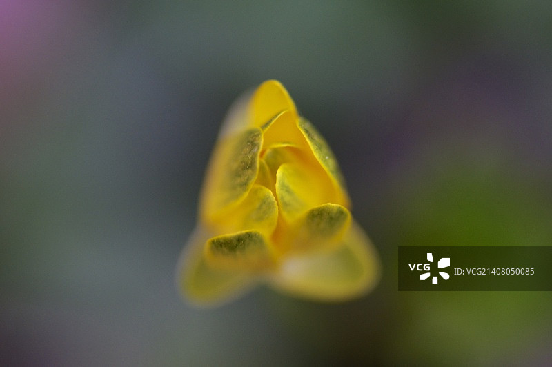 沼泽金盏花图片素材